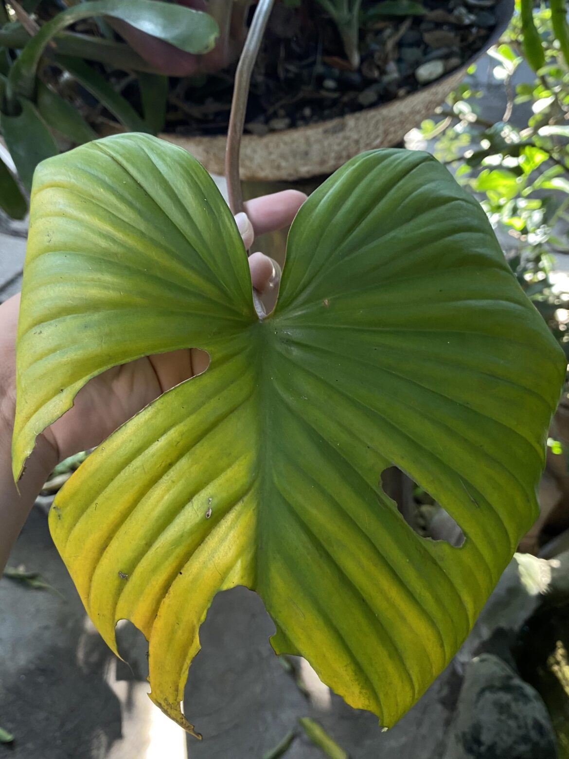 My grandparent's Monstera deliciosa 'aurea' halfmoon variegated