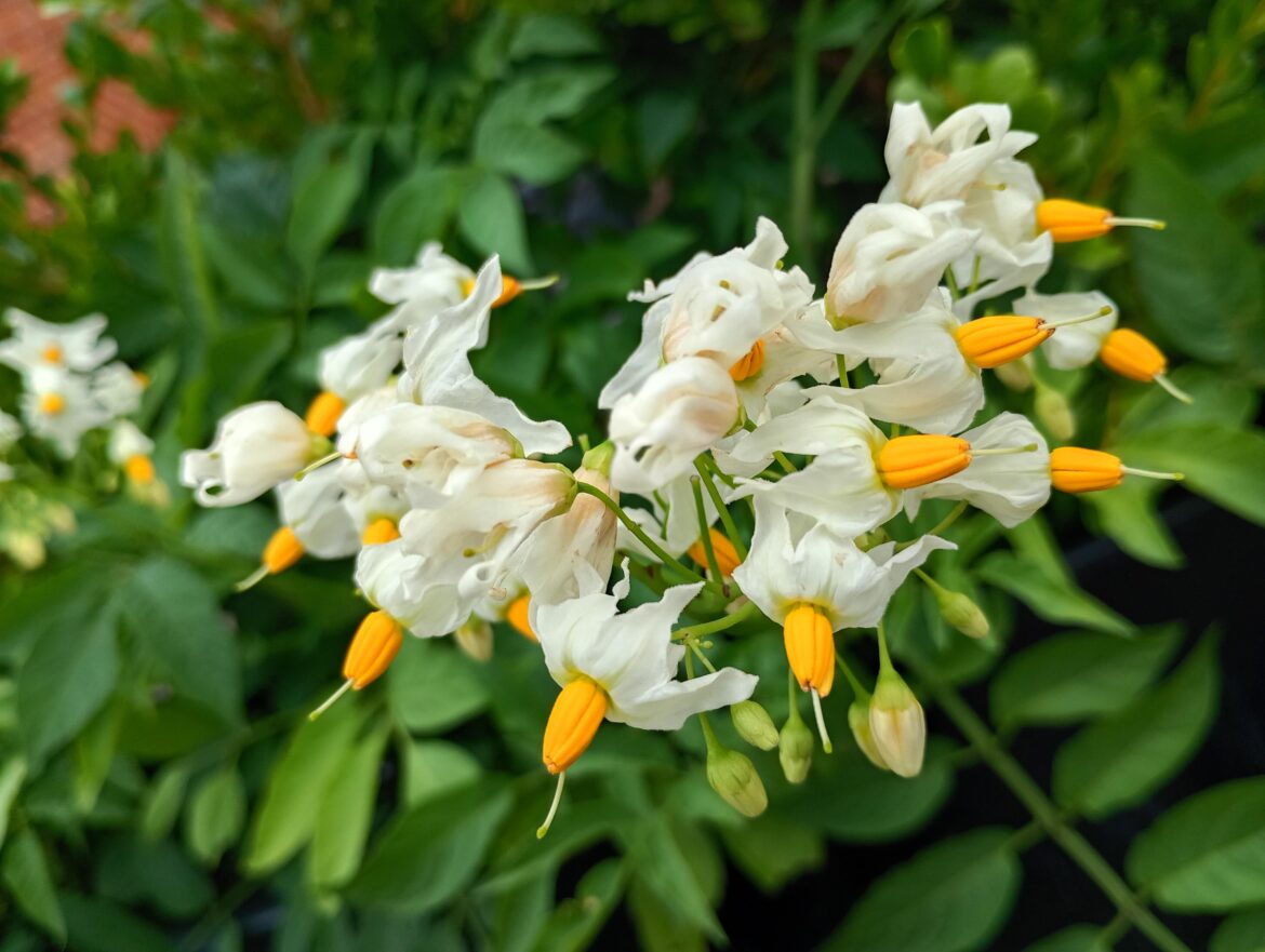 What flower or plant is this?