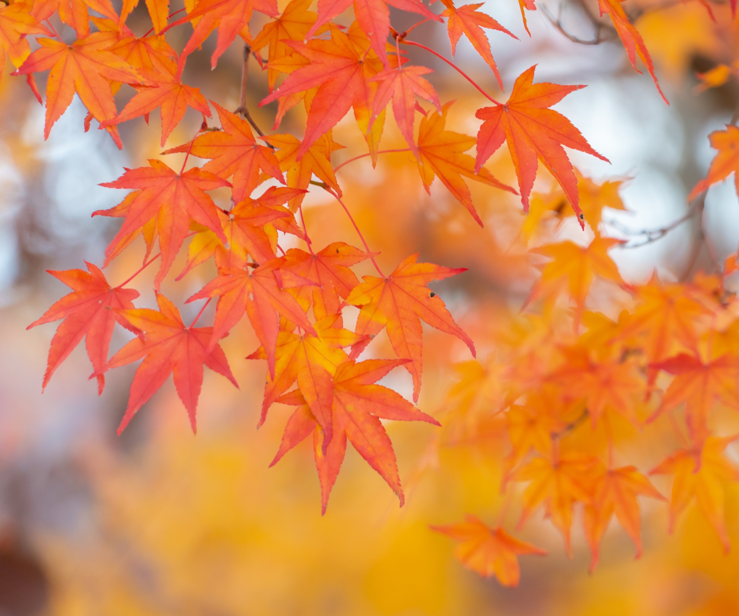 Maple, fall, autumn colour