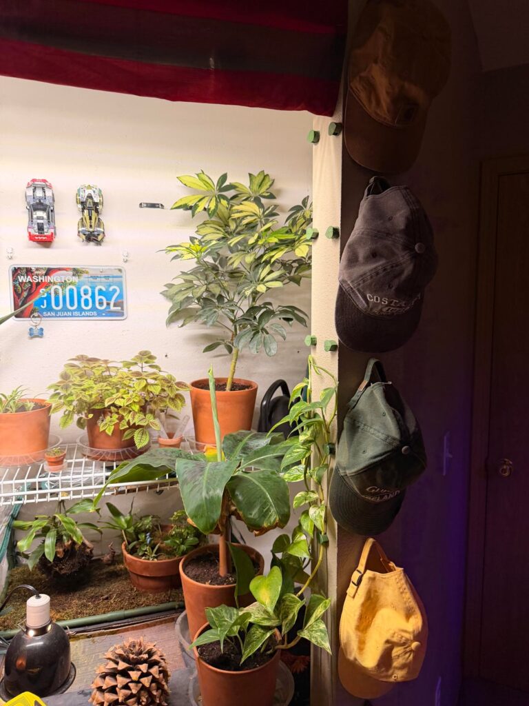 Pothos yellowing n dropping leaves towards base?