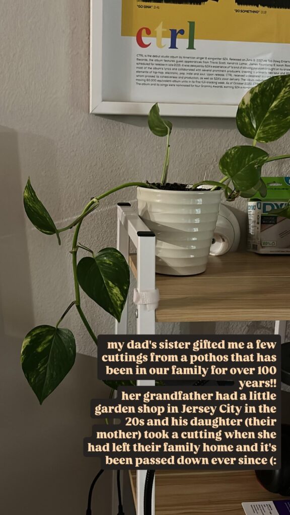 100 year old heirloom pothos 100 year old heirloom pothos