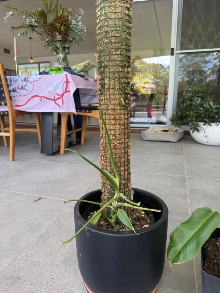 I pruned her. What’s next?