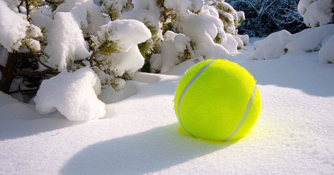 Gardeners urged to put tennis balls in their yards before cold weather hits