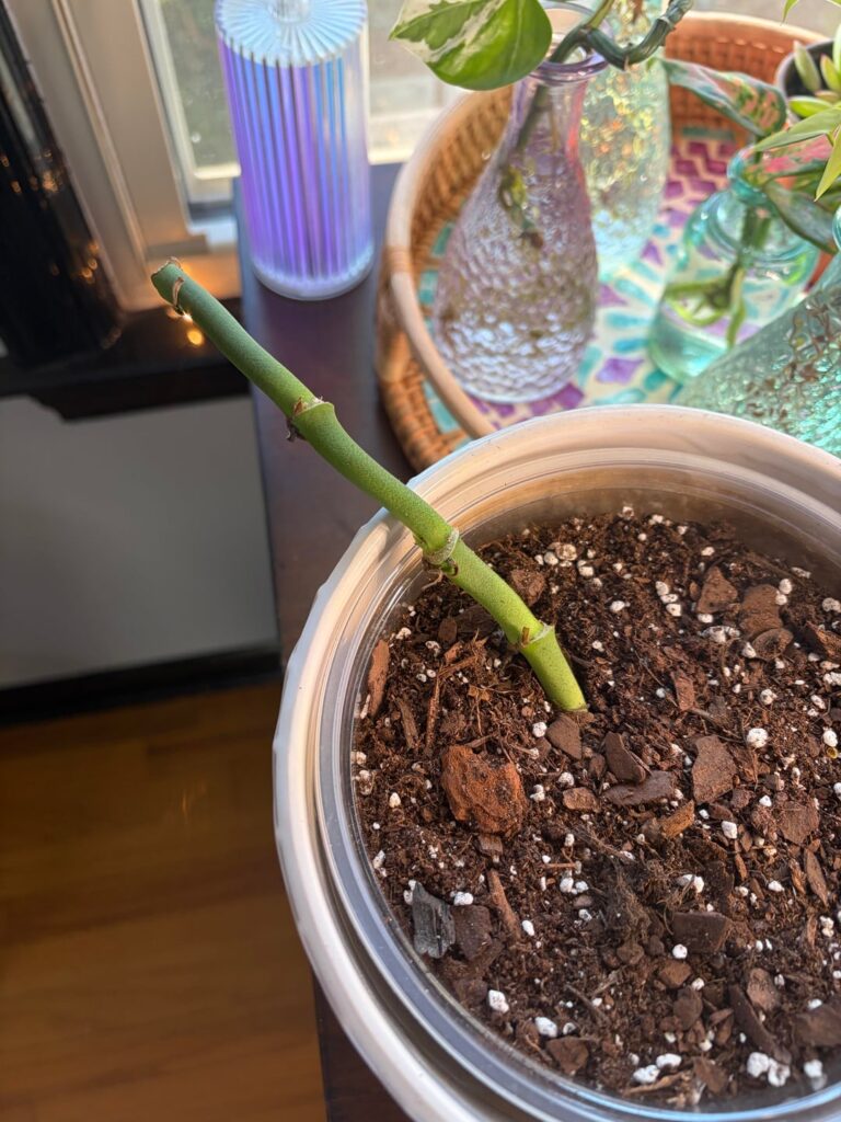 What can I do with this? What can I do with this?