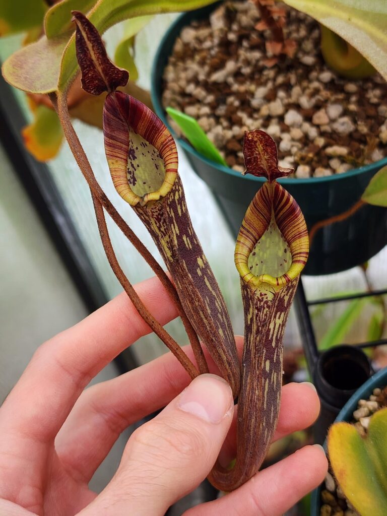 Nepenthes zakriana