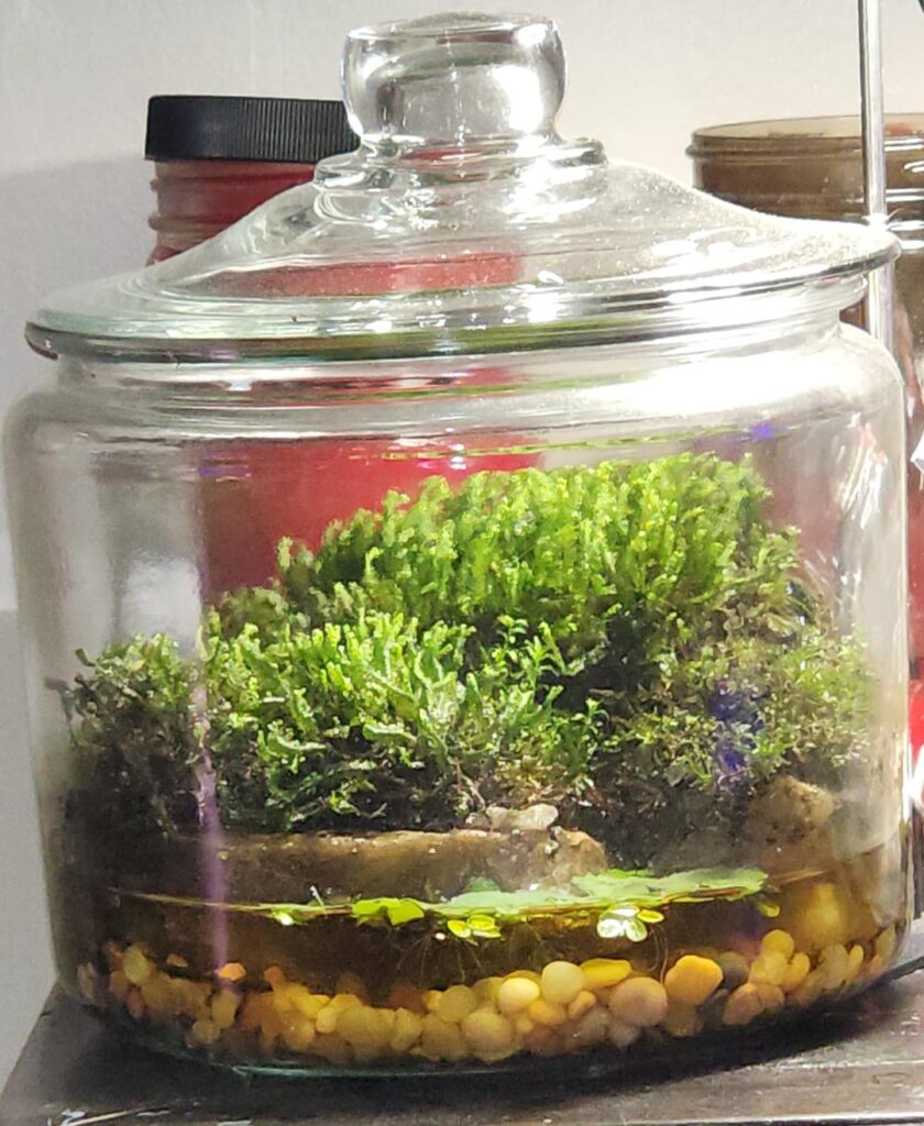 Moss Jar
