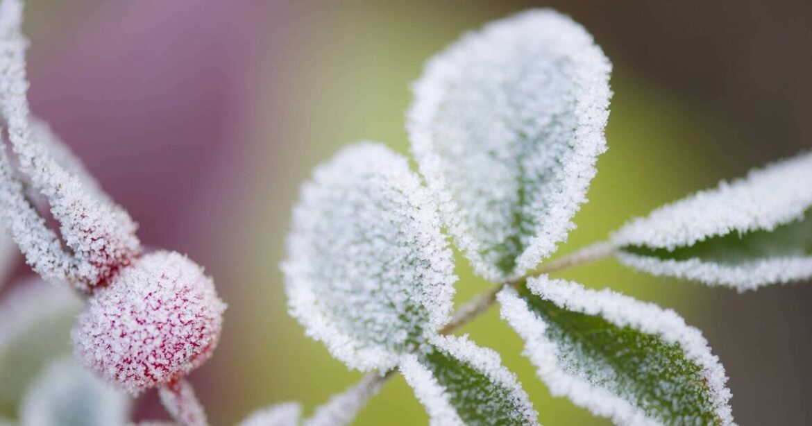 What's the best way to protect trees and shrubs from frost?