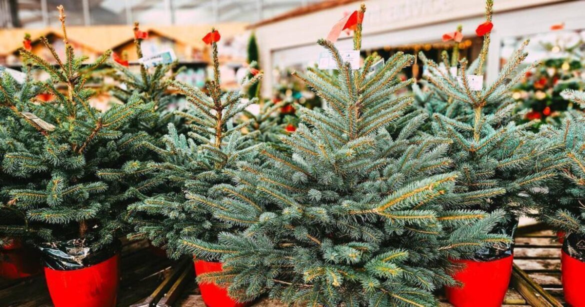 Gift ideas for the gardener in your life...