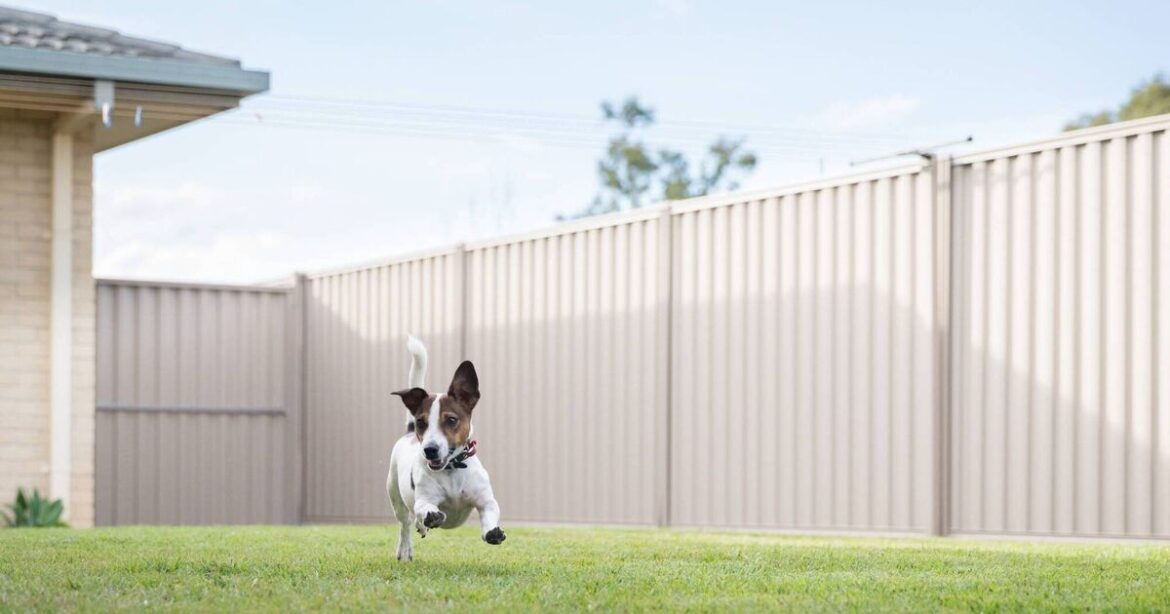 I want to adopt a dog, but my garden is not fenced I want to adopt a dog, but my garden is not fenced