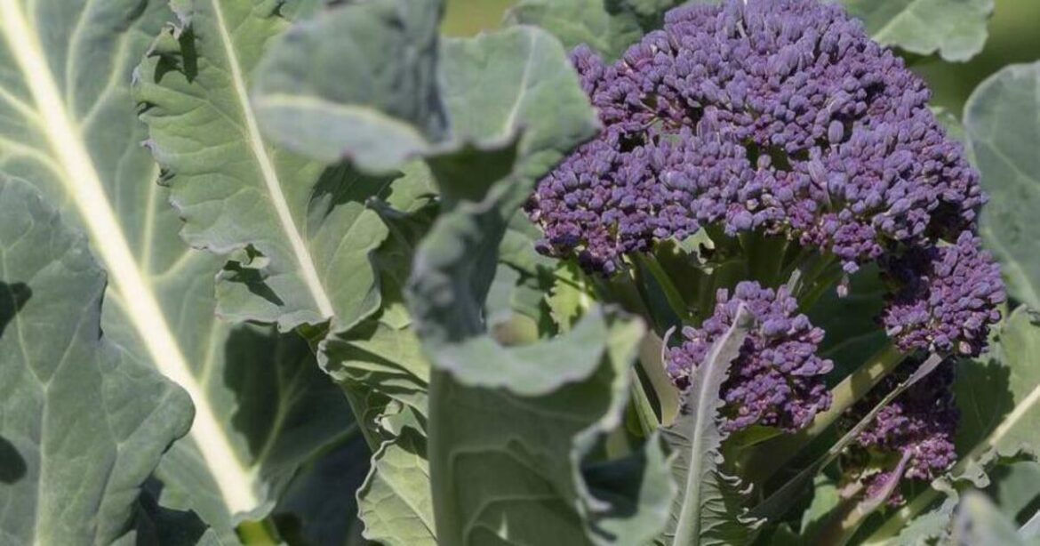 Drawing up a winter plan for pruning and planting Drawing up a winter plan for pruning and planting