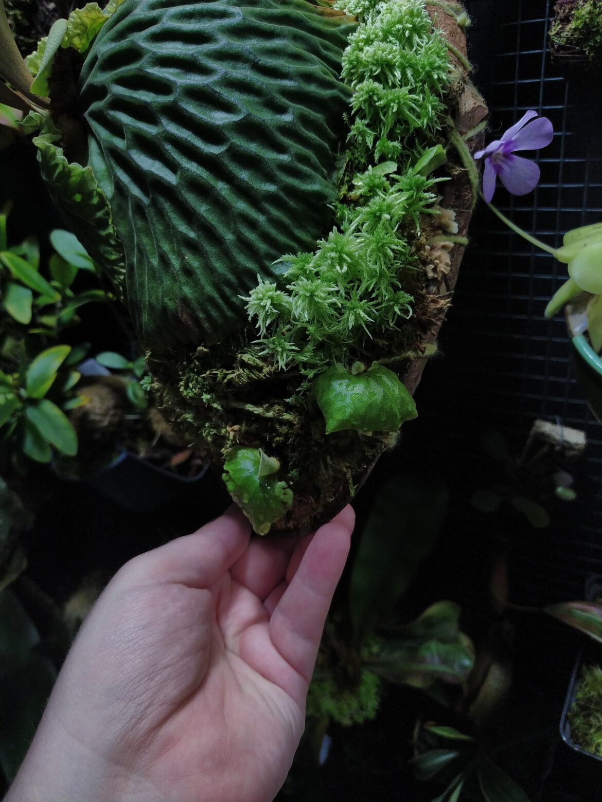 Platycerium madagascariense, doing really well for me