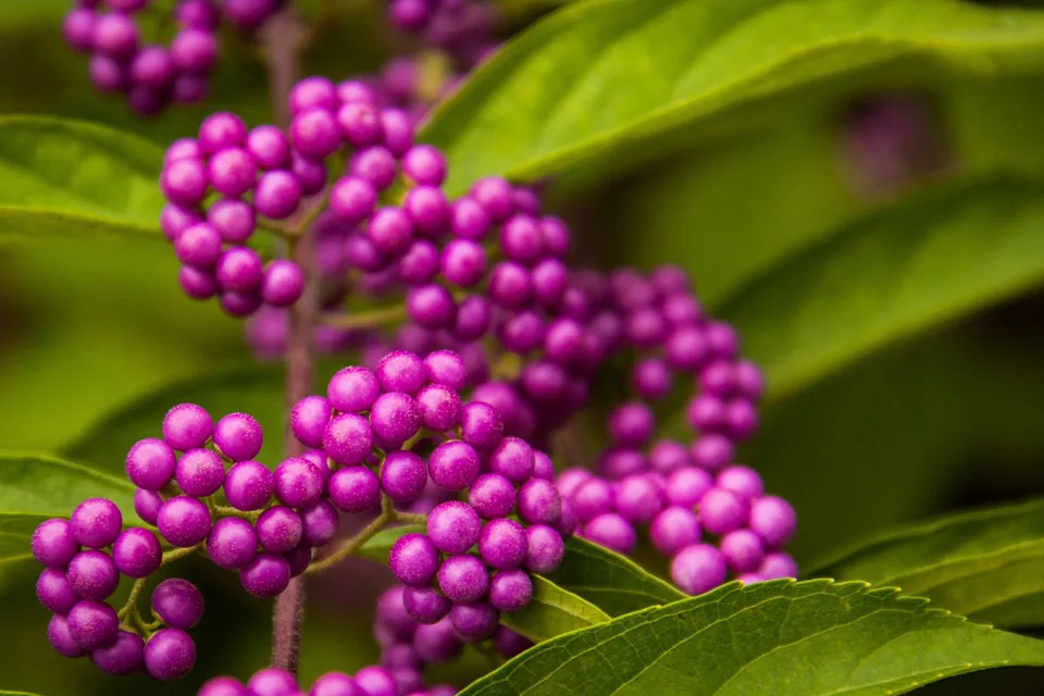 purple berries growing on callicarpa