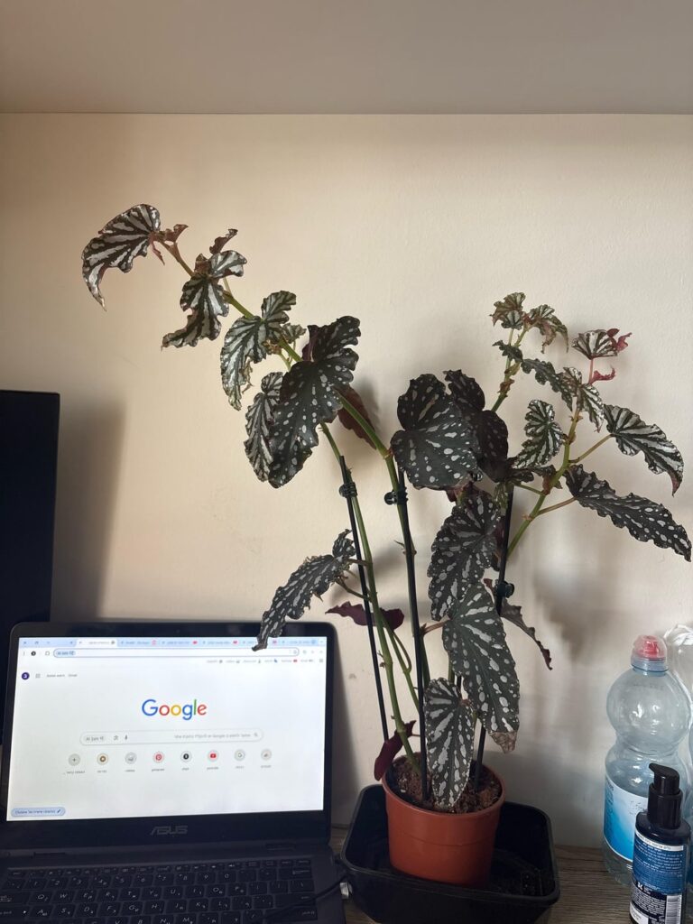 Just showing off this begonia I got at the dollar store and for some reason it’s thriving