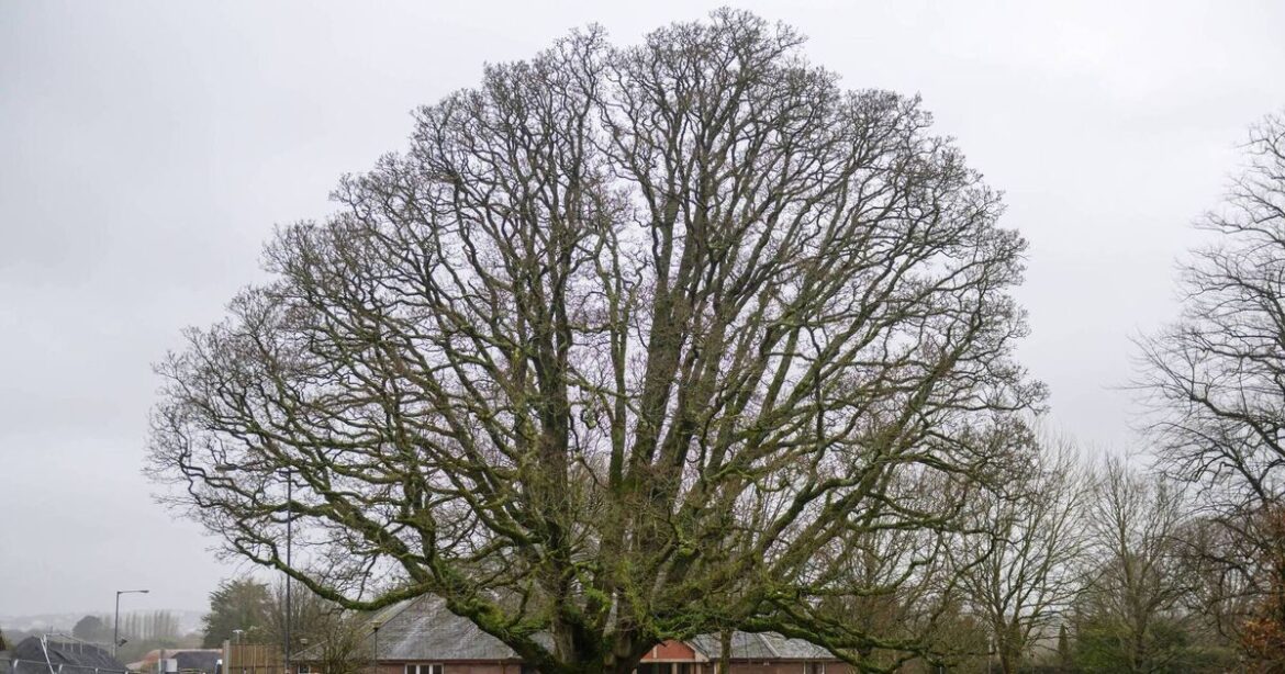 Trees like this oak in Rochestown in Cork root us in the wider story
