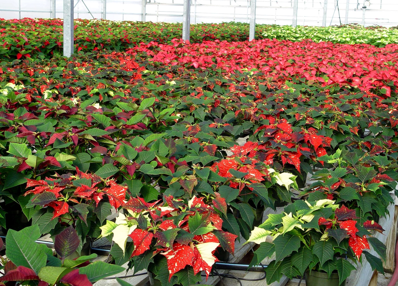 Poinsettias in progress