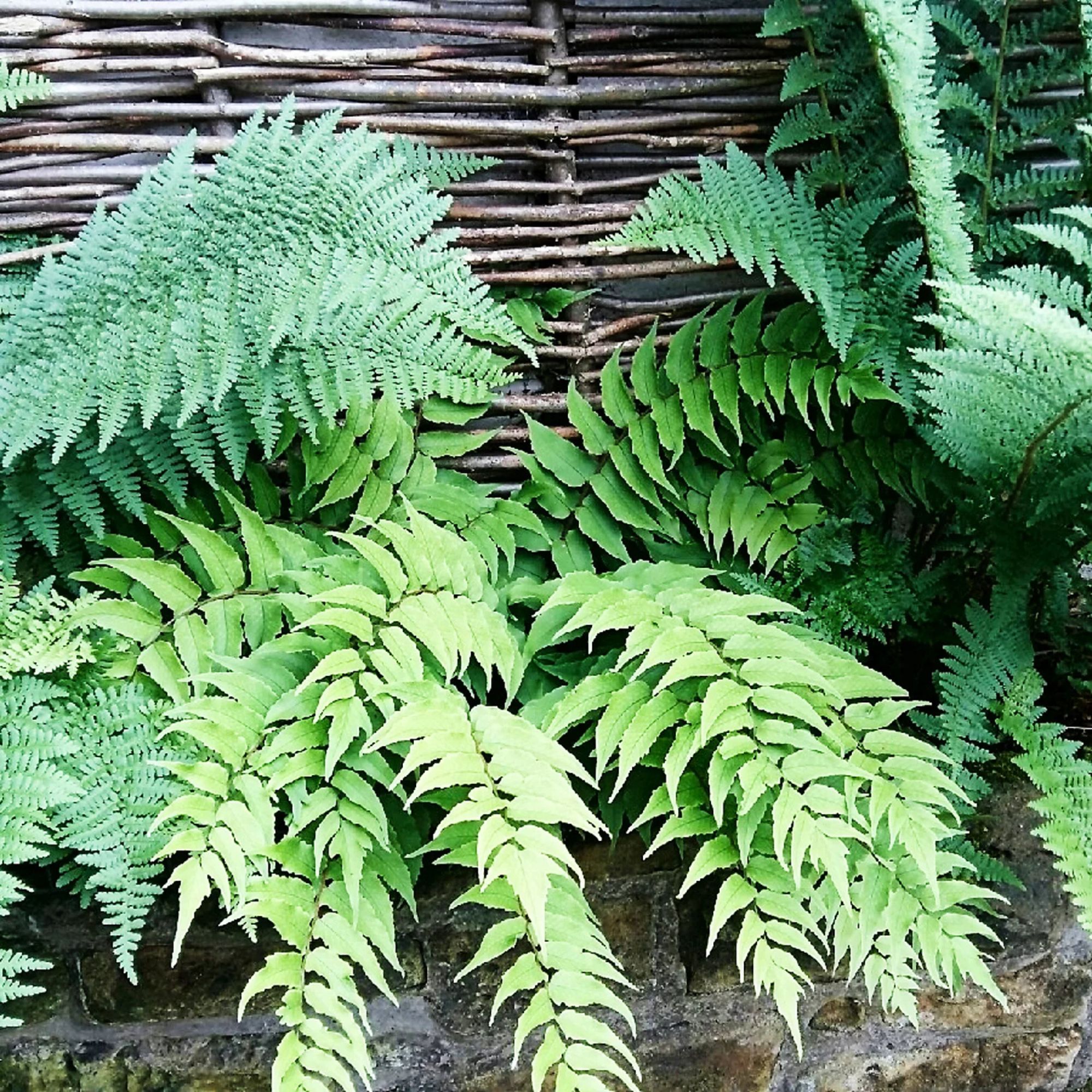 fern plants B&amp;Q