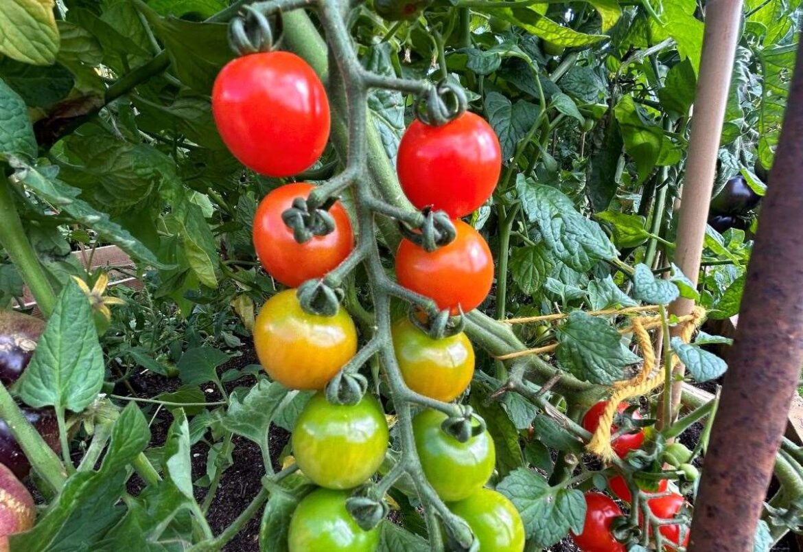 What worked in your garden this year? Gayton gardener Jamie Marsh says winter is a time for thinking rather than doing