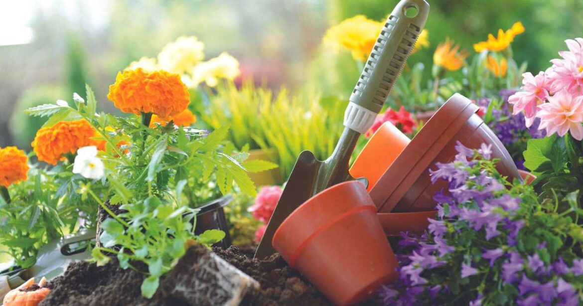 Cut Flower Gardening program to be held at DMACC Inspiration Garden – Newton Daily News