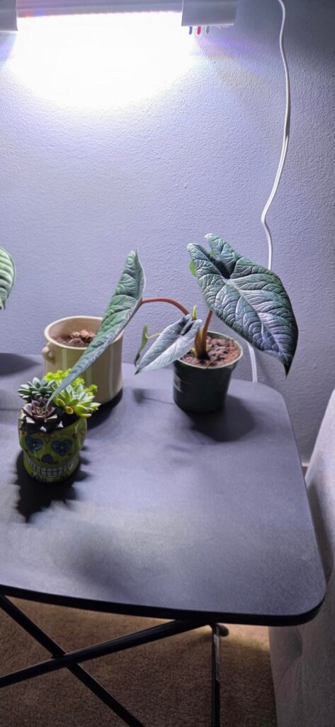 Is my scalprum gone?