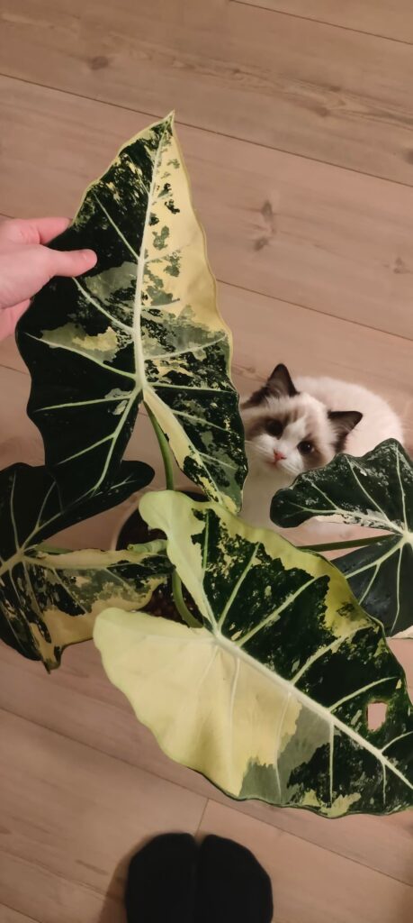 Bought this gorgeous Frydek Variegata along with her babies for only $30!