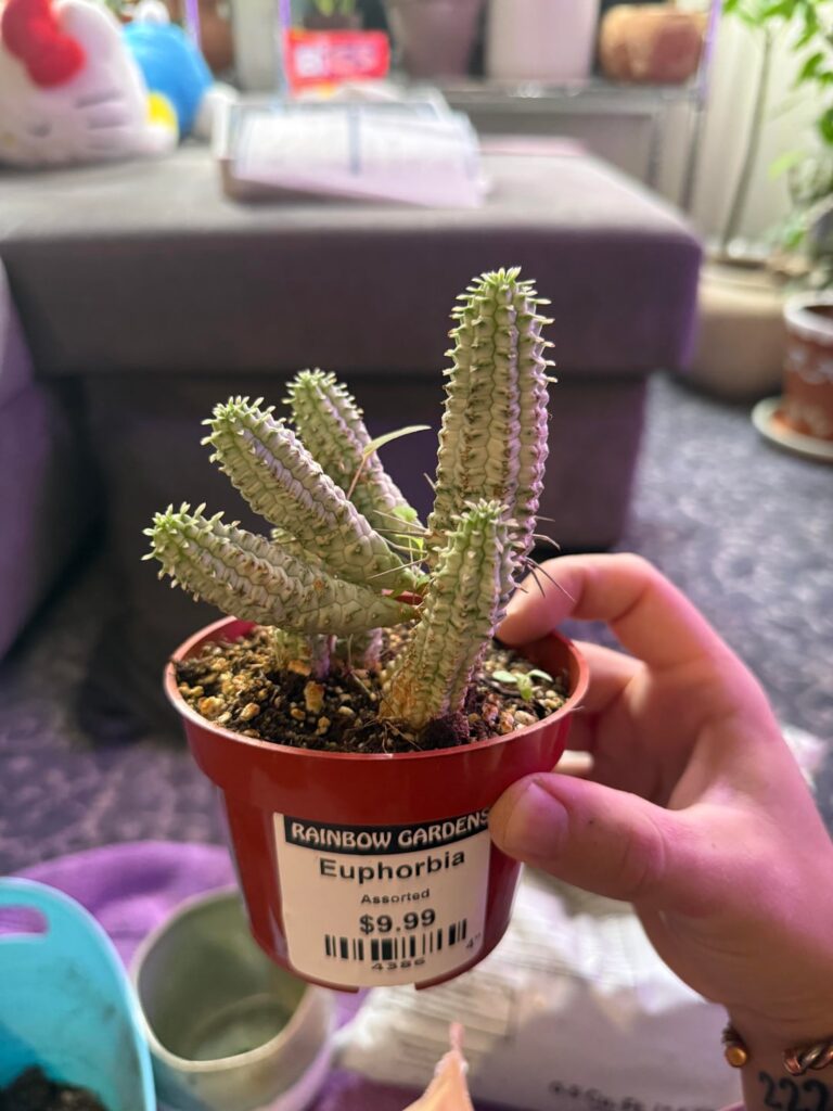 Can anybody help with ID?