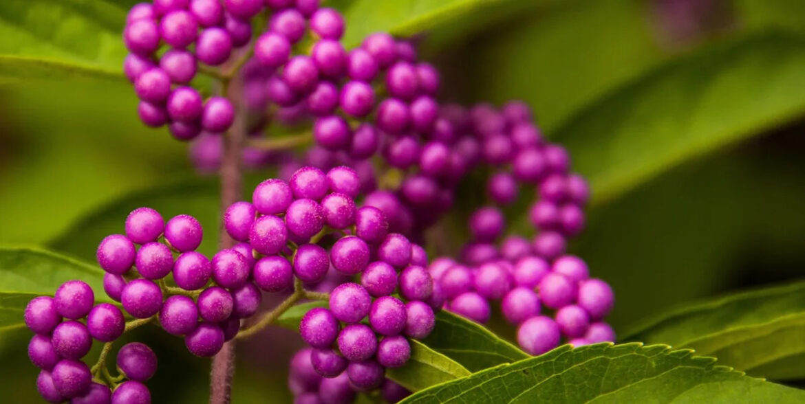 6 colourful plants with berries that will brighten your winter garden