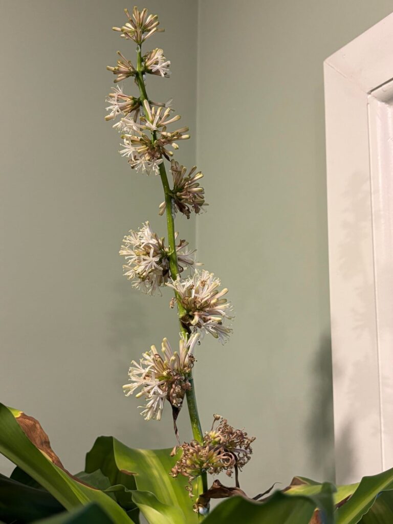 Corn Plant Flowering