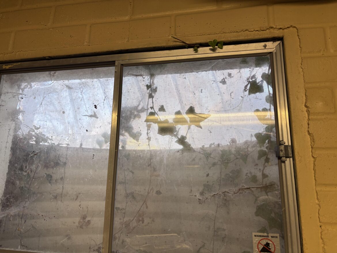 Non-chemical methods of evicting English ivy Non-chemical methods of evicting English ivy