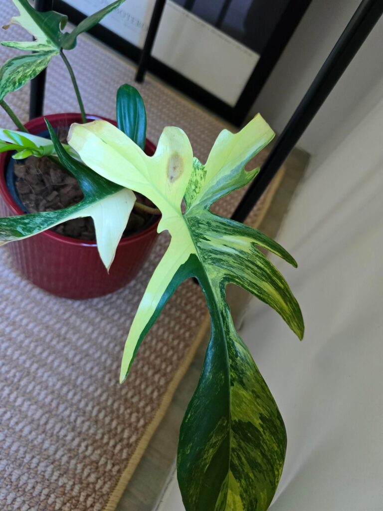 Philodendron brown spots on leaves Philodendron brown spots on leaves