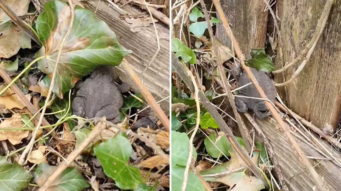 Gardener shares video after spotting surprise visitor in brush: ‘Super cute’ Yahoo lifestyle home