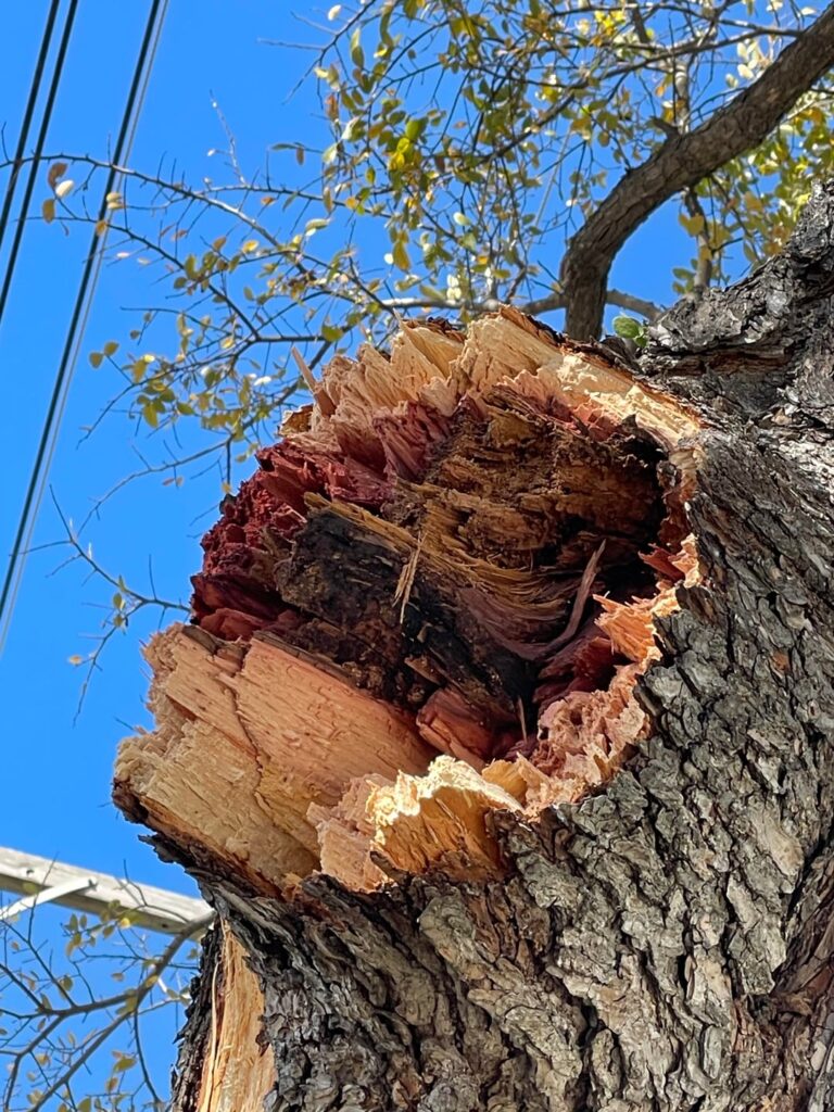 Branch knocked off cedar elm, wondering if it was heart rot Branch knocked off cedar elm, wondering if it was heart rot