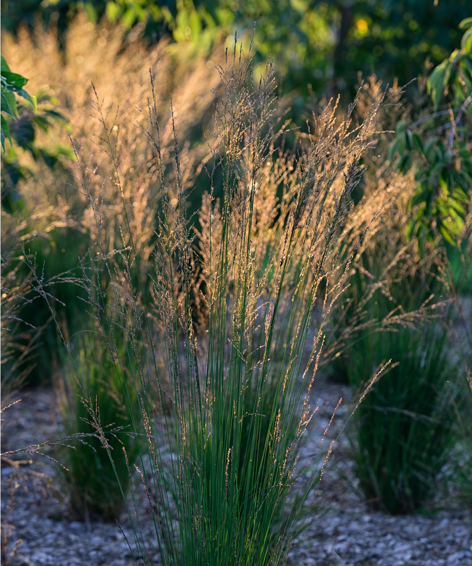 feather reed grass