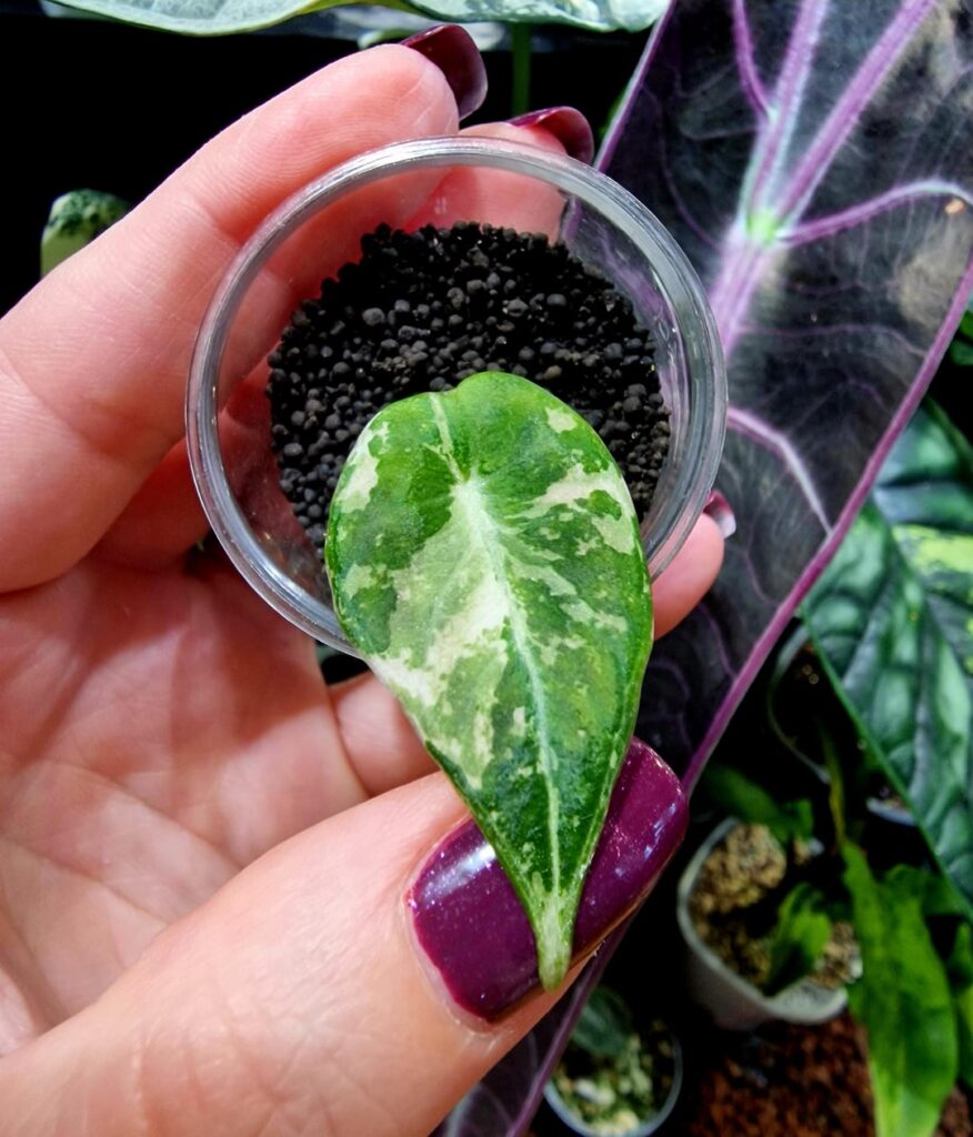 Black Velvet Pink from corm