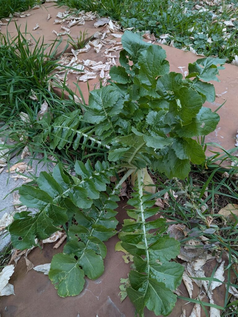 A root vegetable, one of many randomly popping up in my backyard in northern Utah. What is this?