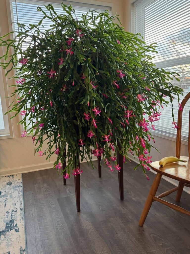 My 136 year old cactus