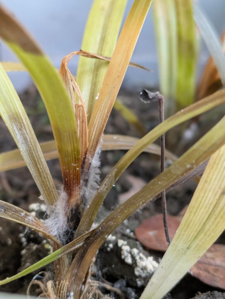white mold and yellow leaf