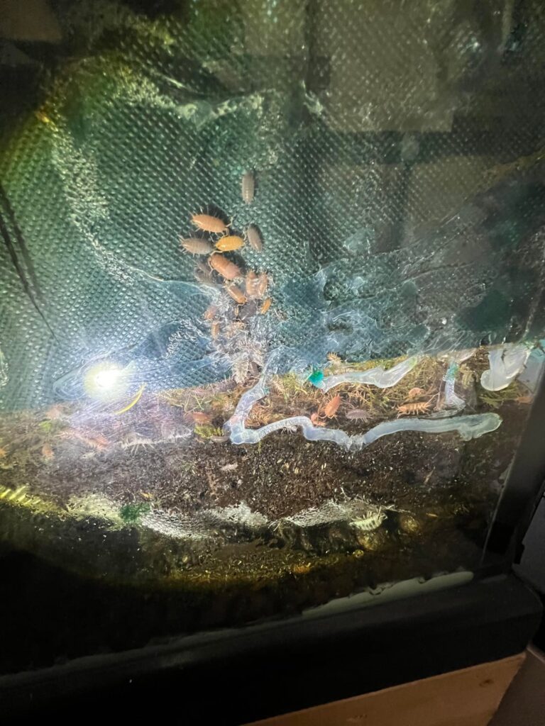 Check out the colony of Isopods in my 265 gallon viv. Thoughts?
