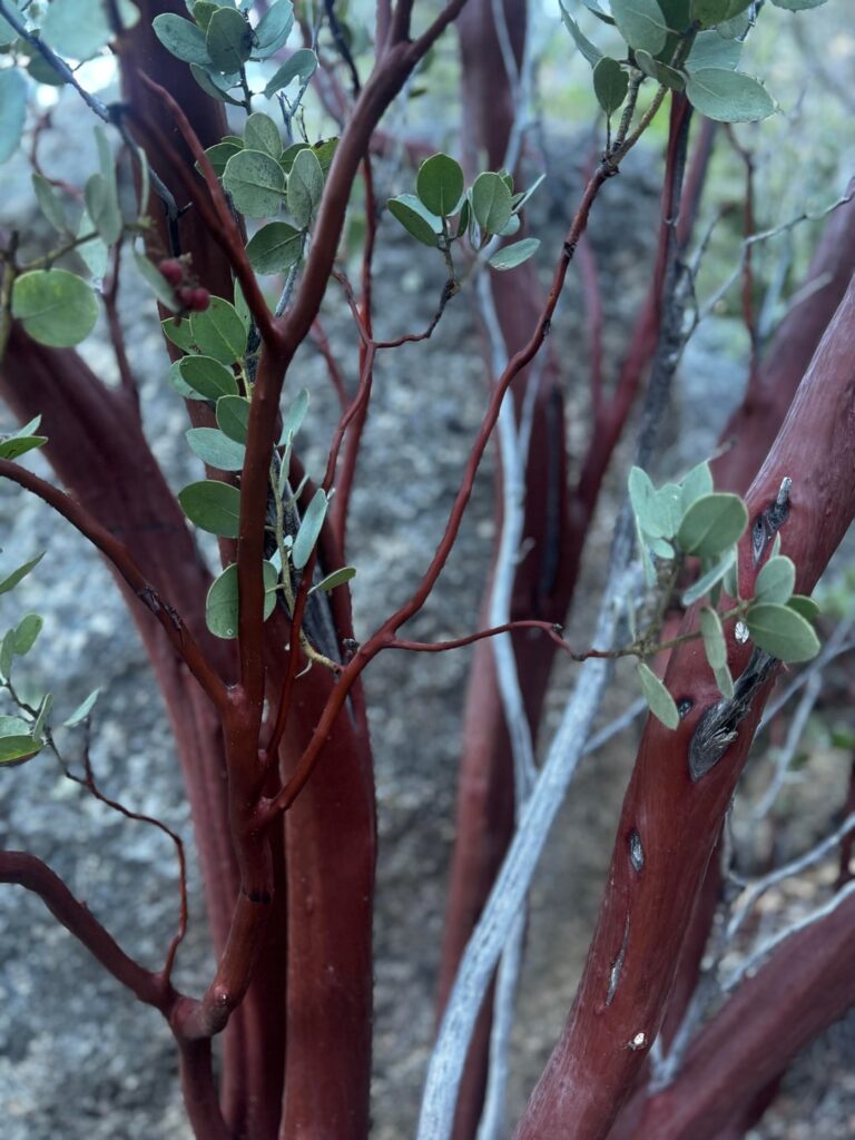 what is this red wood growing on the tree