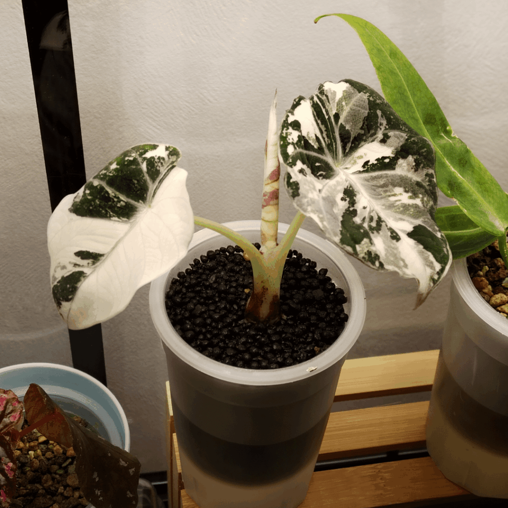 New leaf ✧⁠⁠(⁠>⁠o⁠<⁠)⁠ﾉ⁠✧