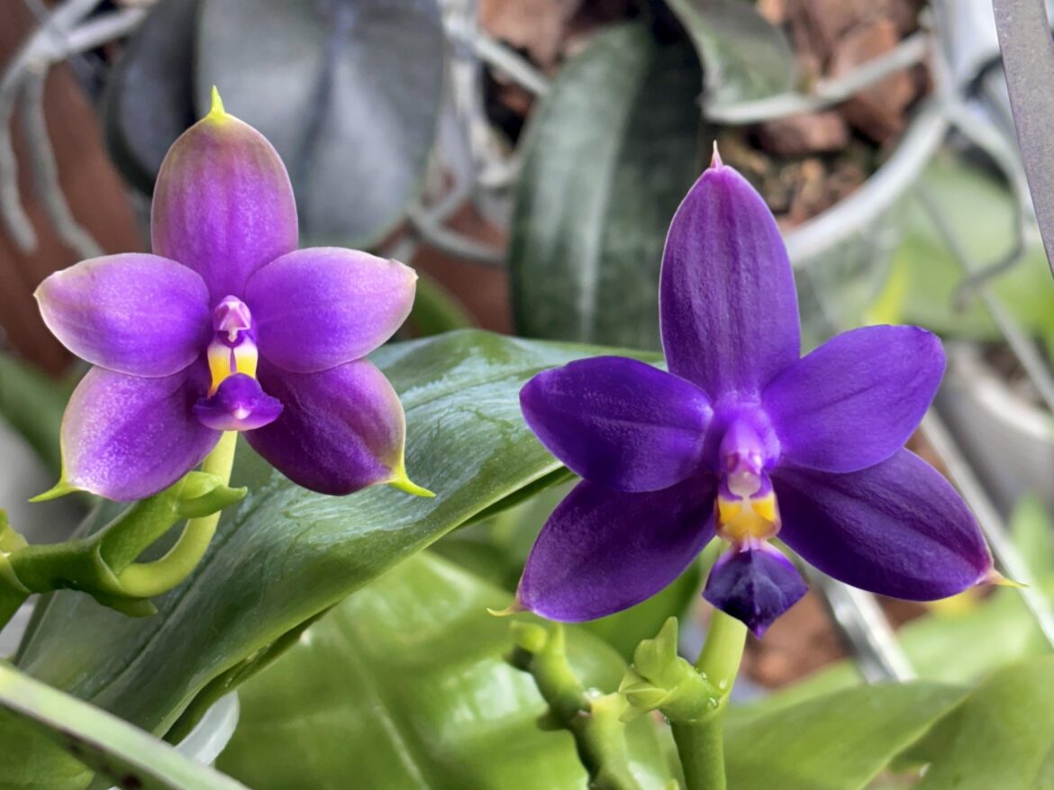 Purple is the best (Mituo Purple Dragon and Violacea Blue Diamond)