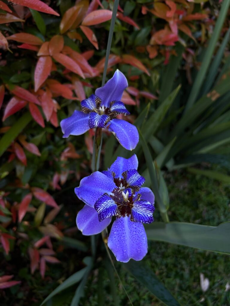 Blooms from a highland town in PH 🇵🇭