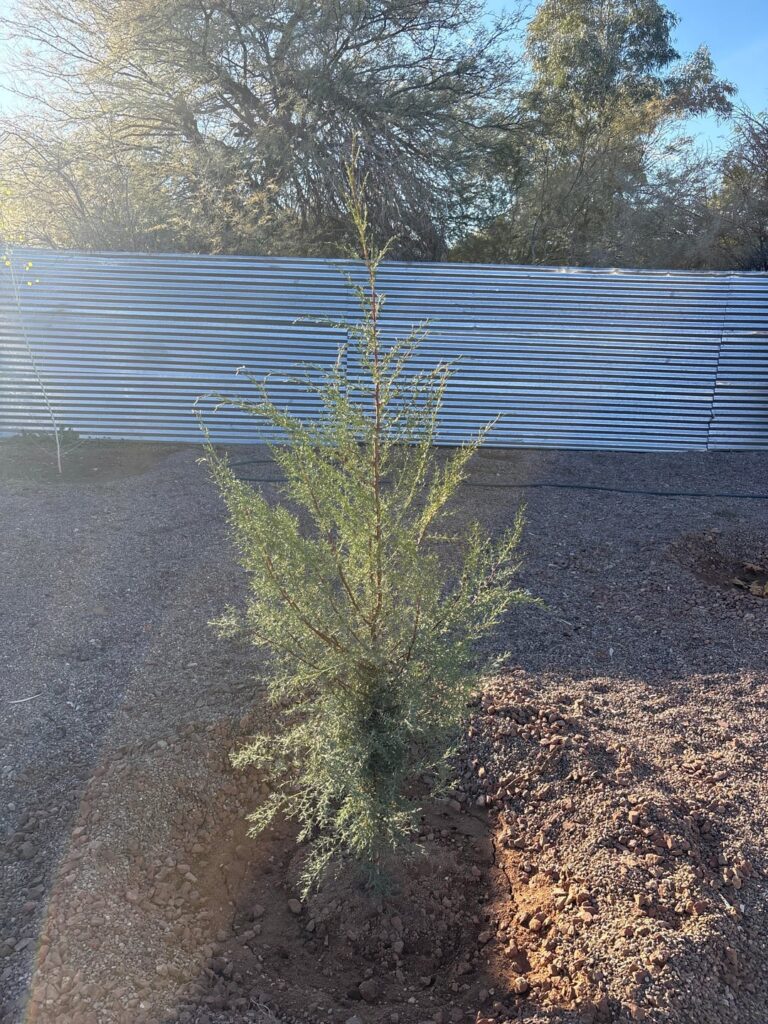 Arizona cypress with drooping tips