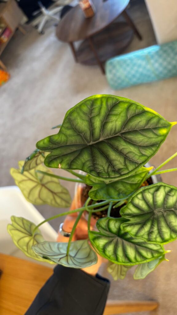 Is my dragon scale okay?