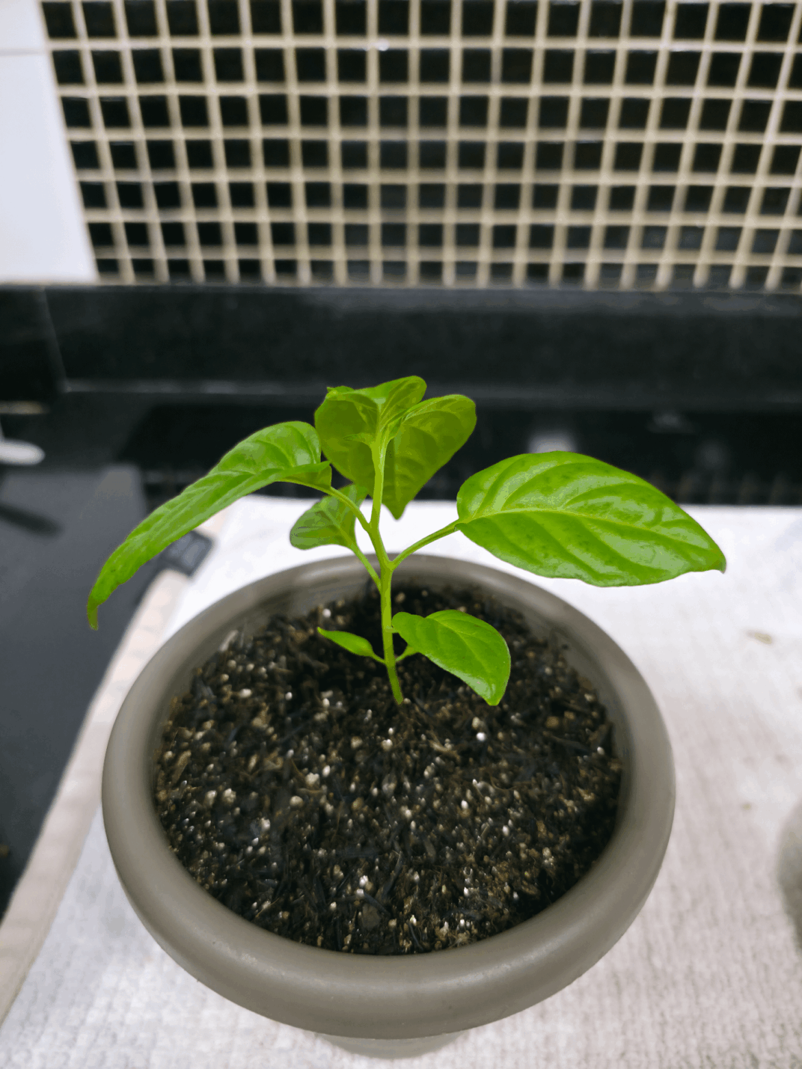My Habanero baby