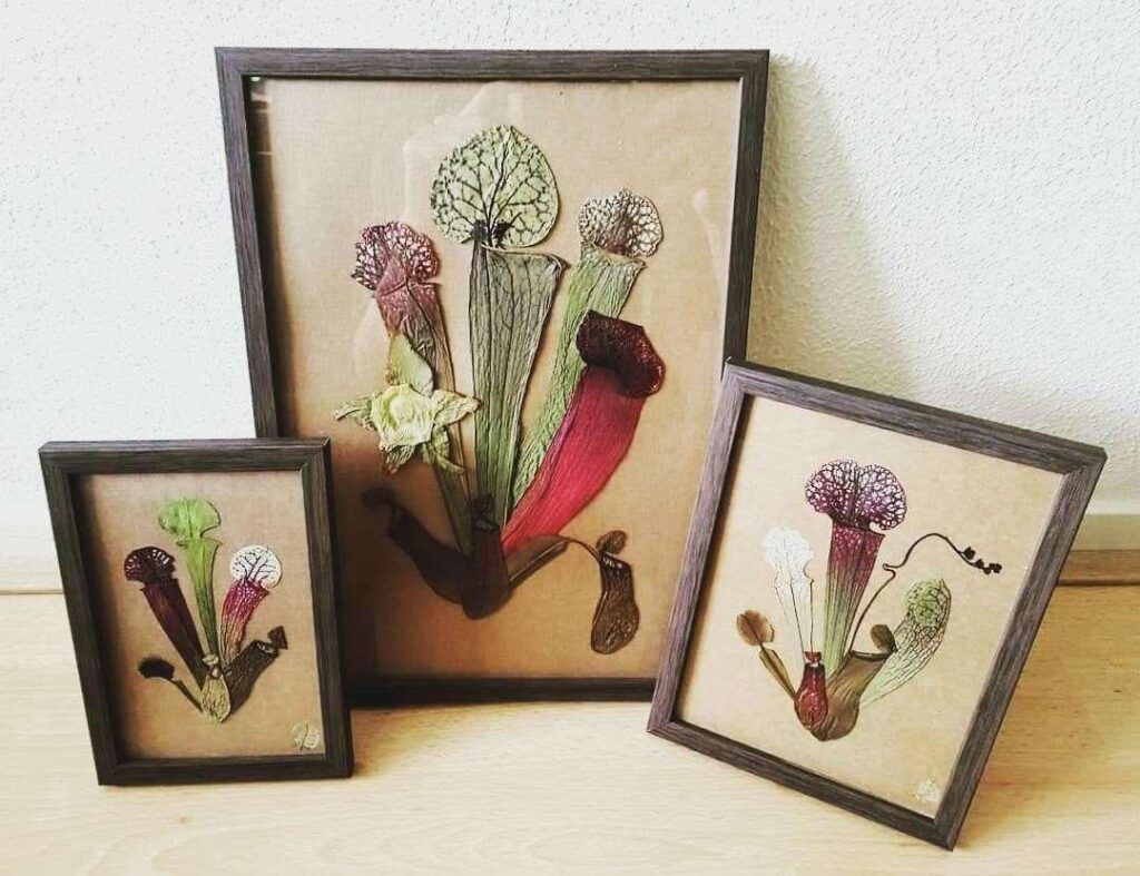 My artworks with pressed carnivorous plants ☺️