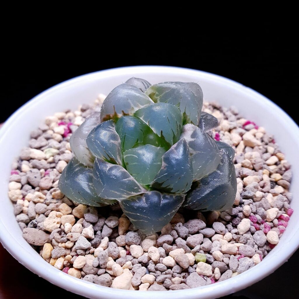 Plumped Haworthia Cooperi Seedgrown offset