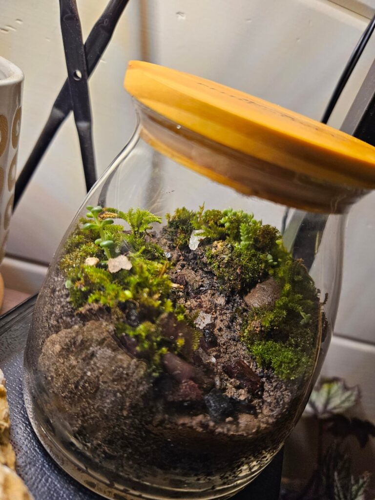 I sealed up this lil Mossarium a couple weekends ago and its looking quite fluffy! Last pic is when I sealed it up.