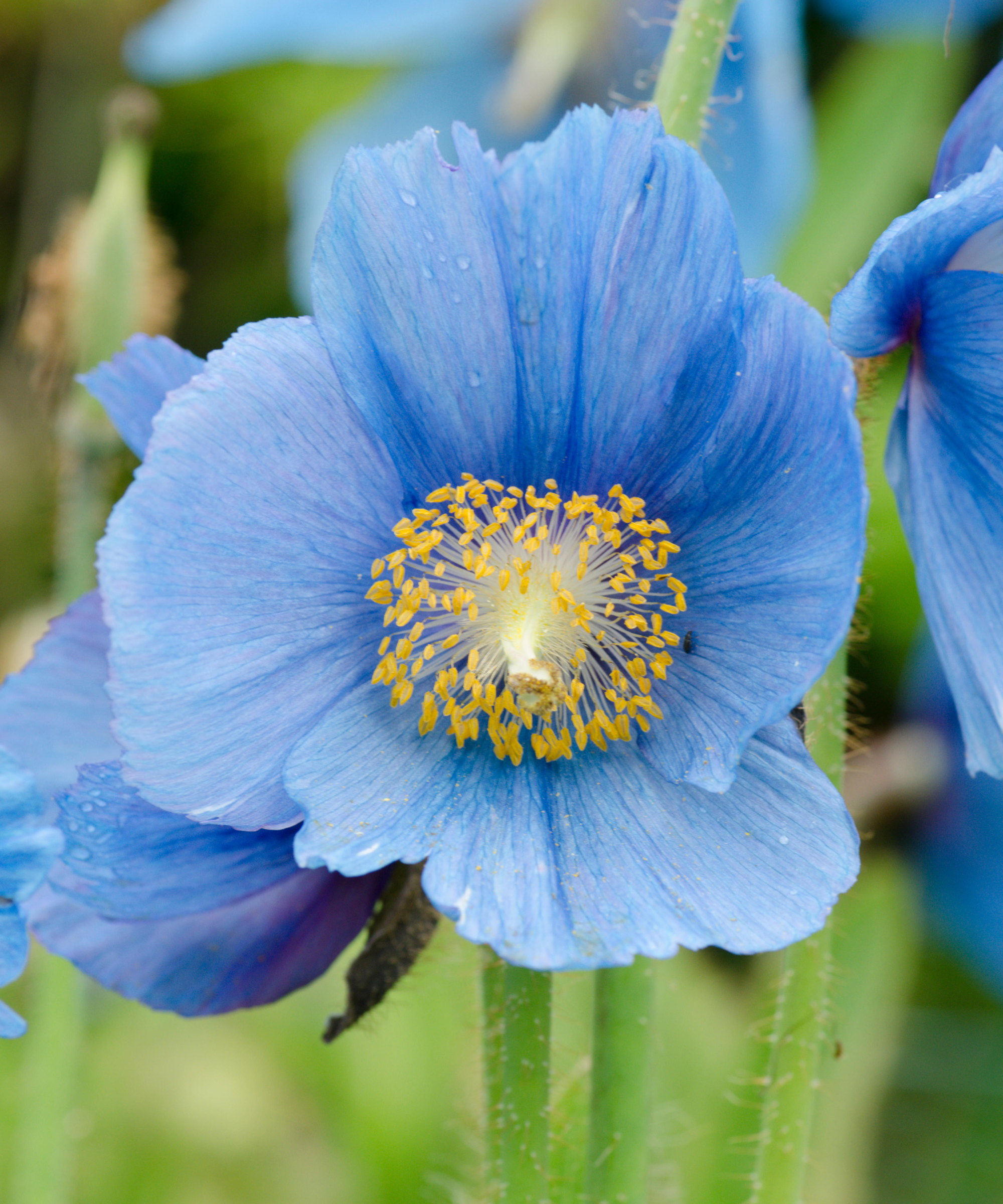 A bright blue meconopsis flower with a yellow centre