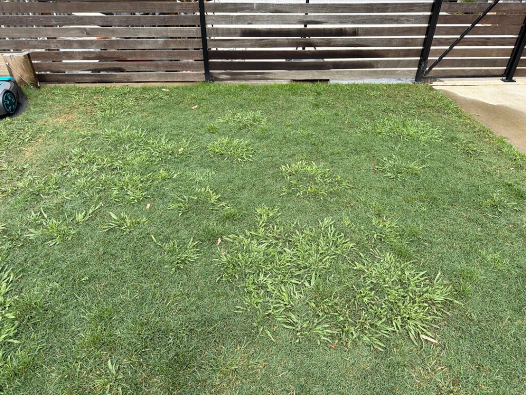 Crab Grass Help