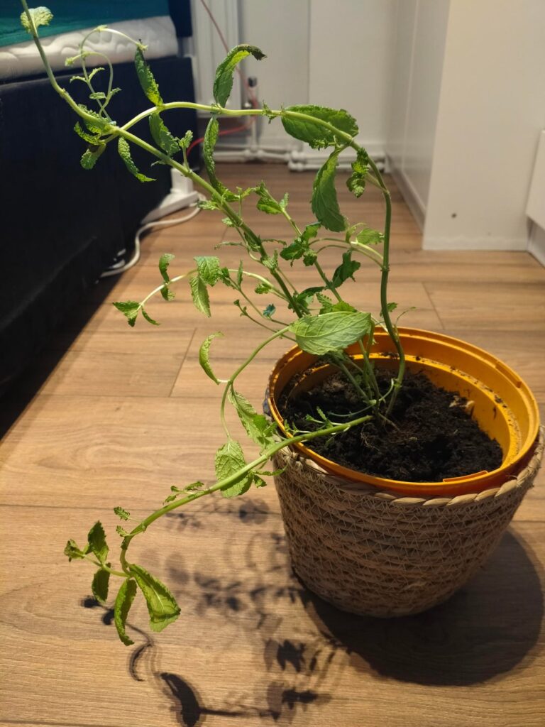 What’s wrong with my mint? What's wrong with my mint?